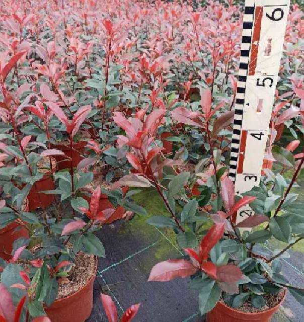 Photinia
