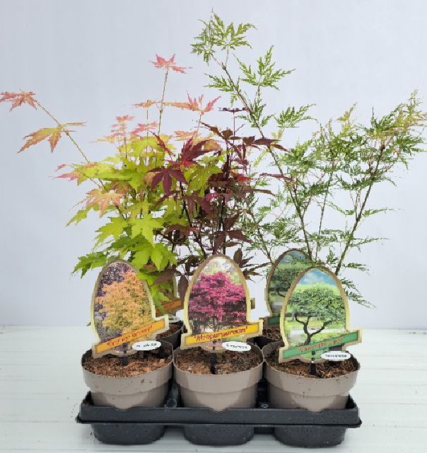 acer