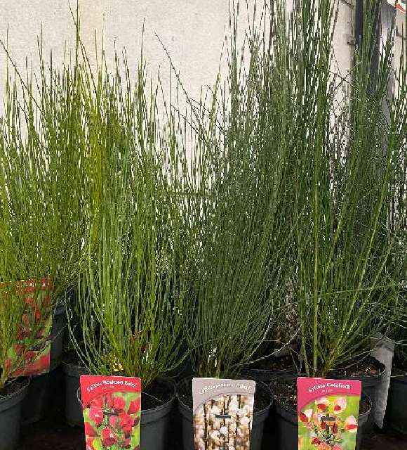 Cytisus-genet exterieur