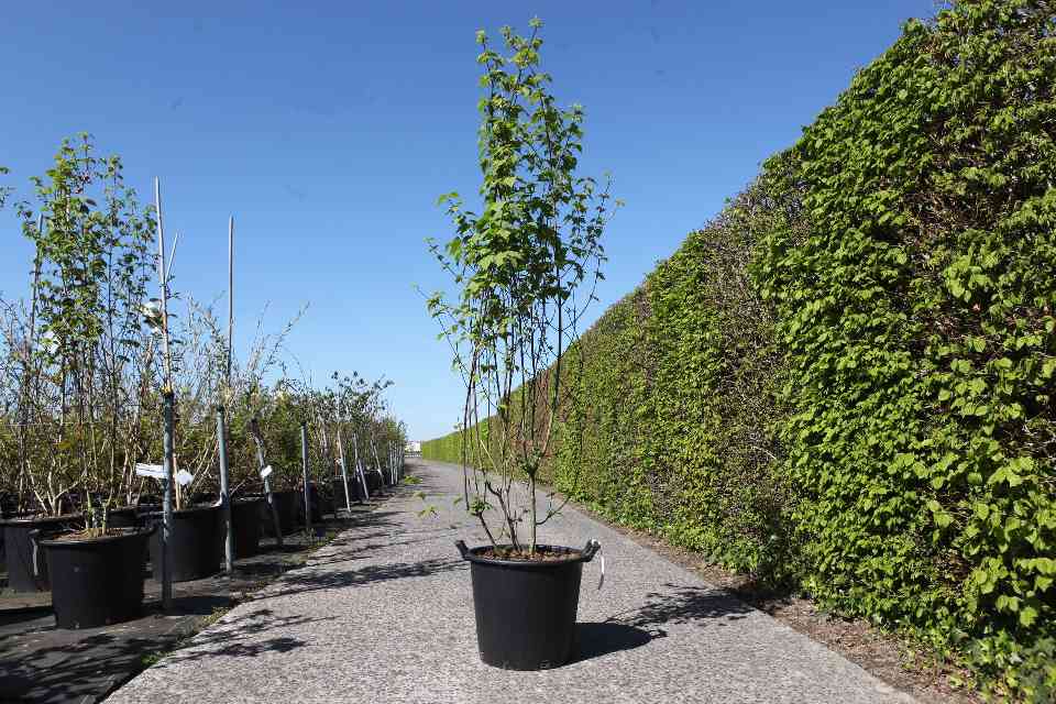 Acer