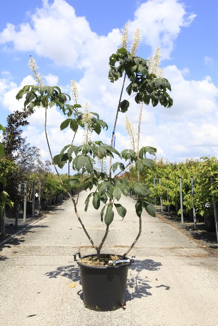 Aesculus