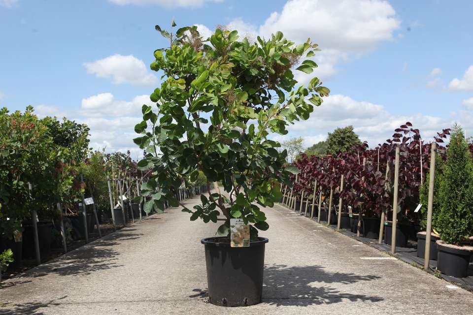Cotinus