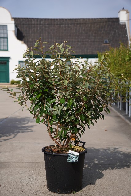 Elaeagnus