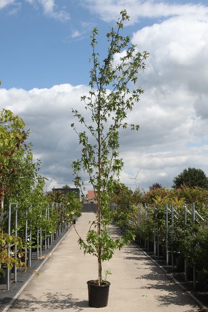 Liquidambar