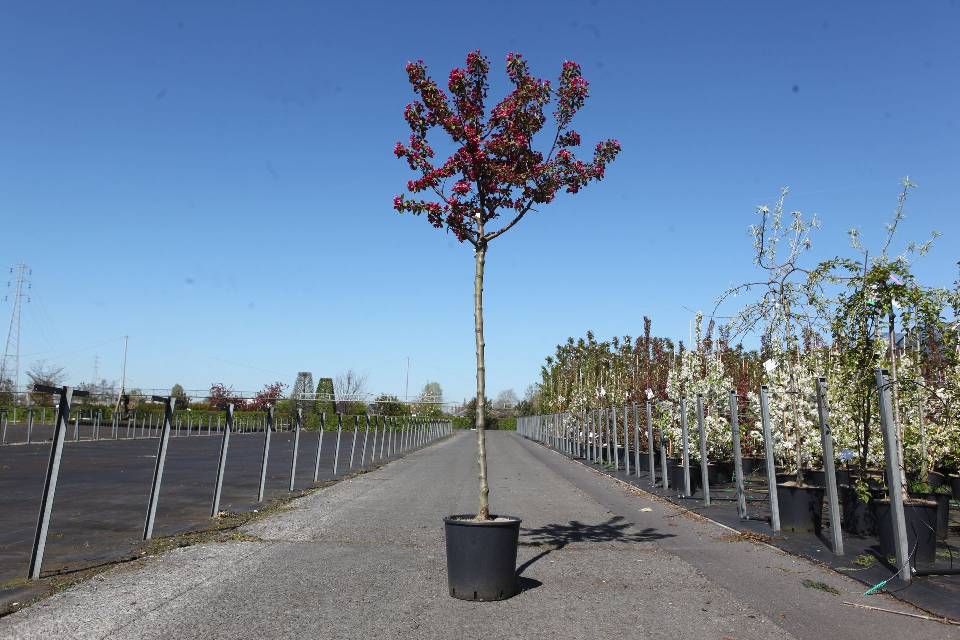 malus