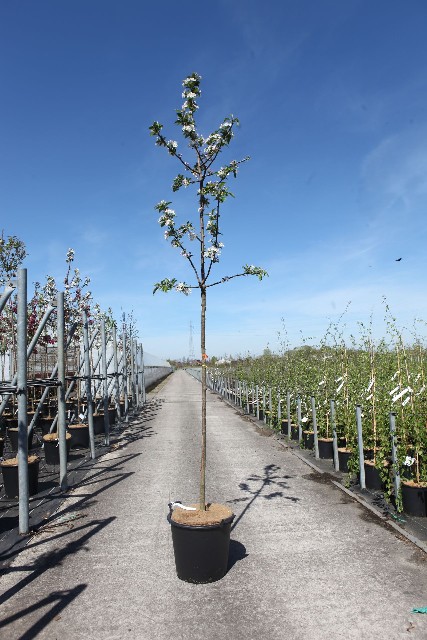 malus