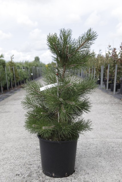 Pinus