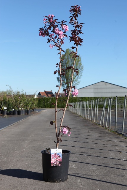 Prunus