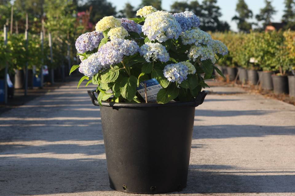 Hydrangea