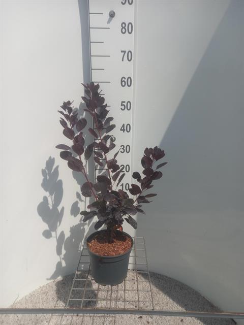 Cotinus