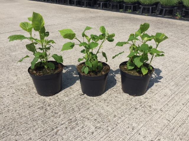 pépinière arbustes et arbres