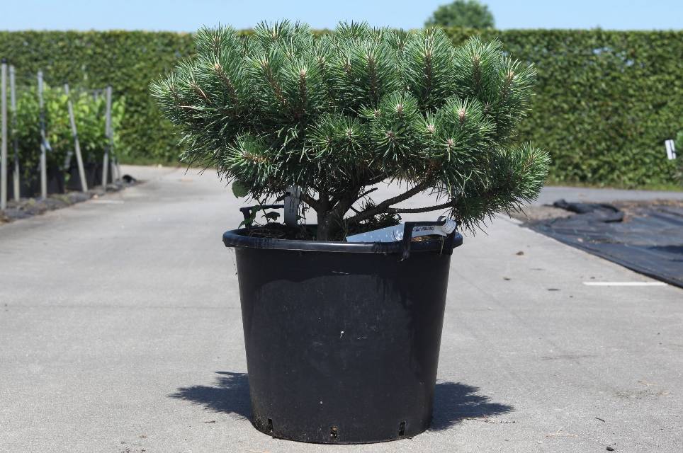 Pinus