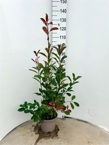Photinia