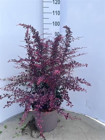 Berberis
