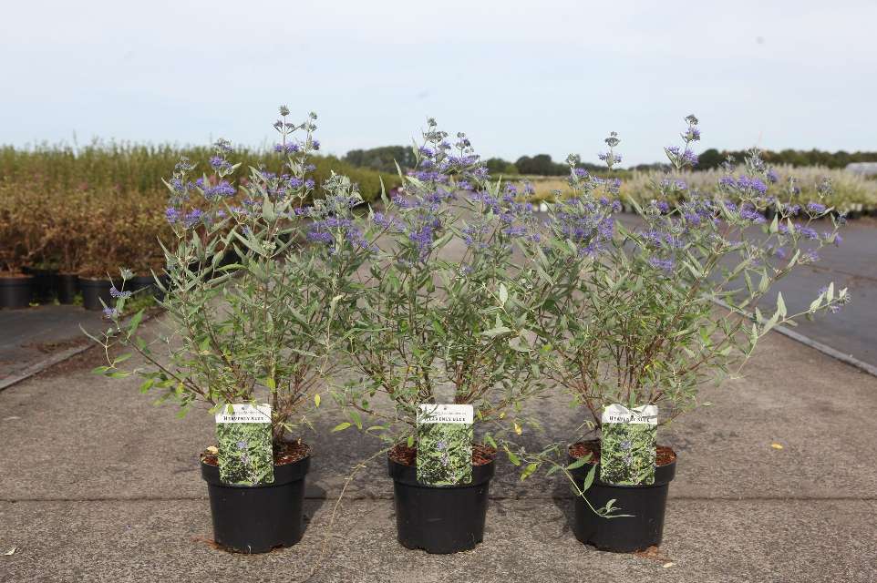 Caryopteris