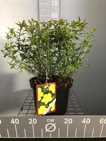 Hypericum