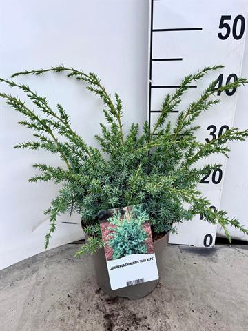 Juniperus