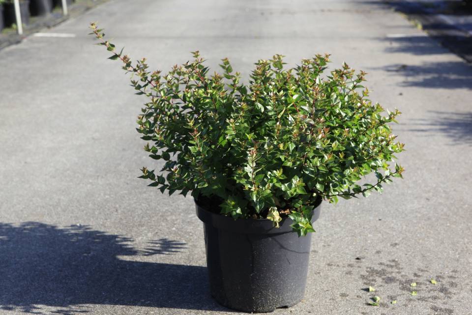 Abelia