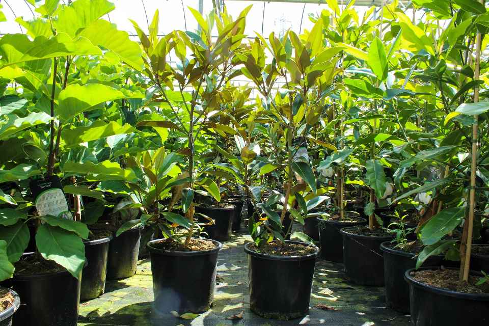Magnolia