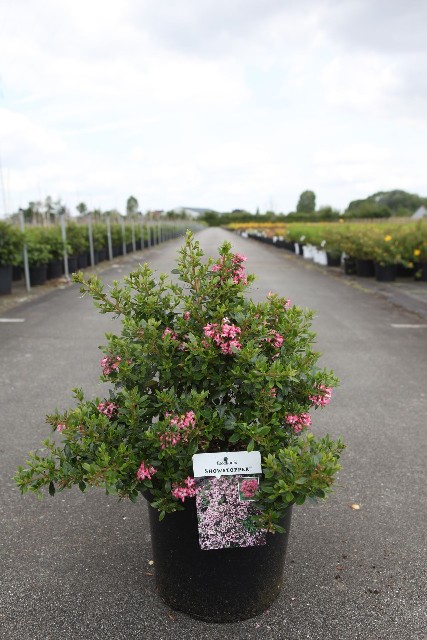 Escallonia
