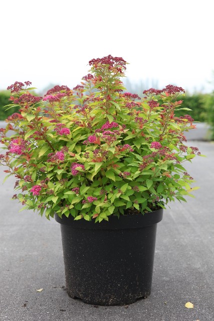 Spiraea