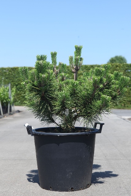 Pinus