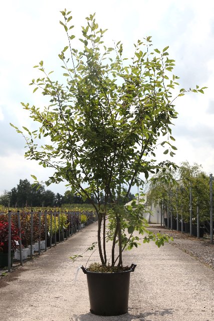 Amelanchier