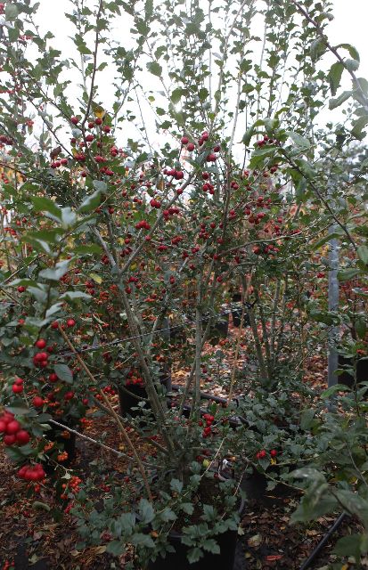 Crataegus