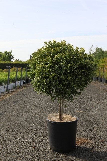 Cryptomeria