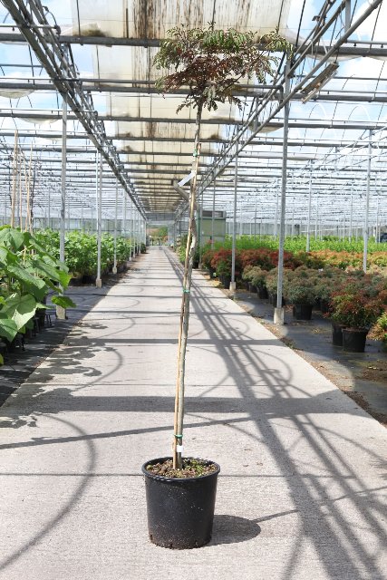 Albizia