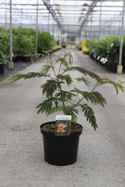 Albizia