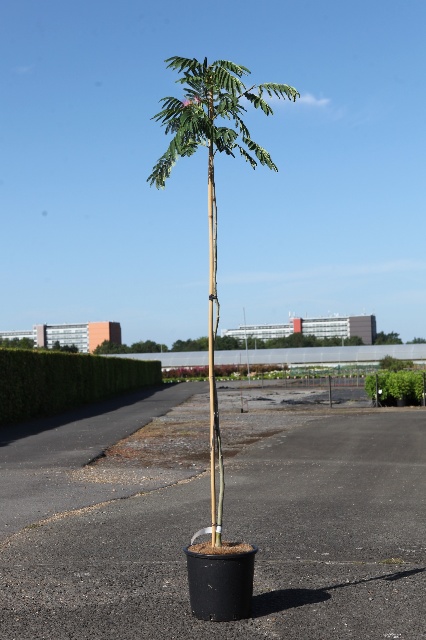 Albizia