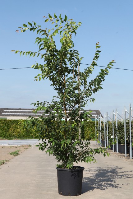 Zelkova