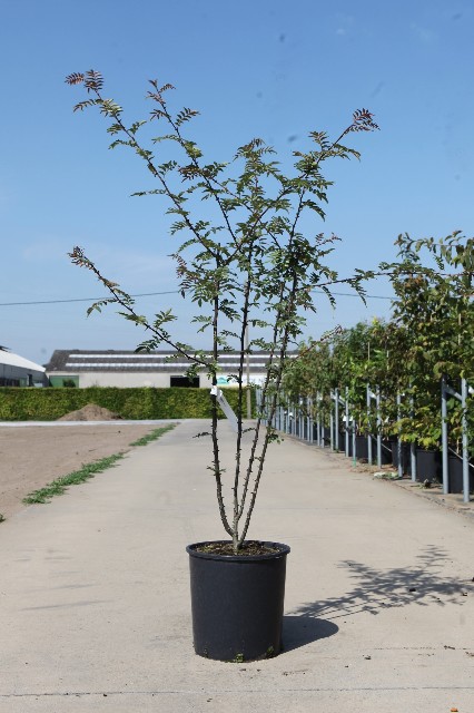 Zanthoxylum