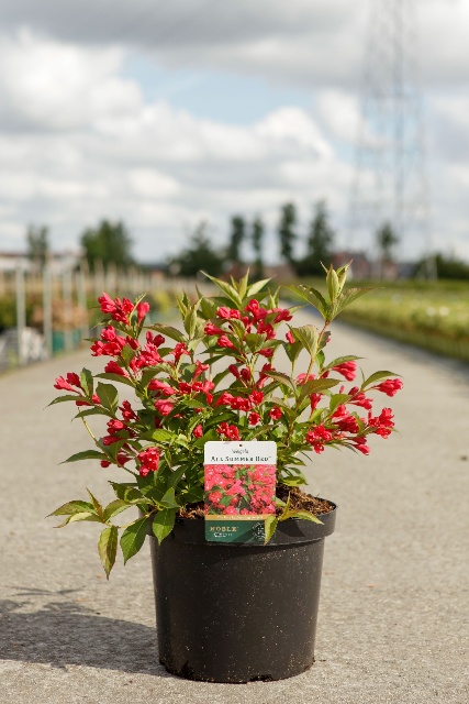 Weigela