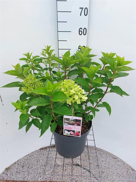 Hydrangea
