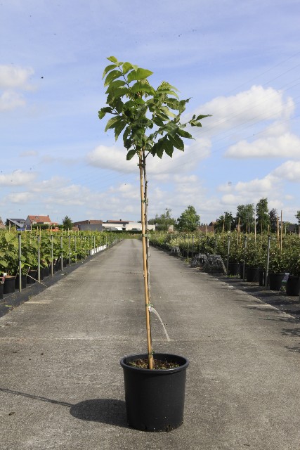 Carya