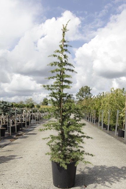 Cedrus