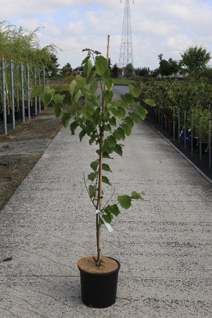 Cercis