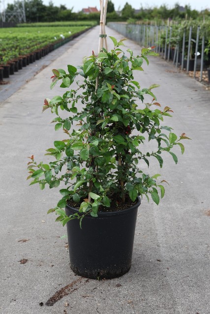 Chaenomeles