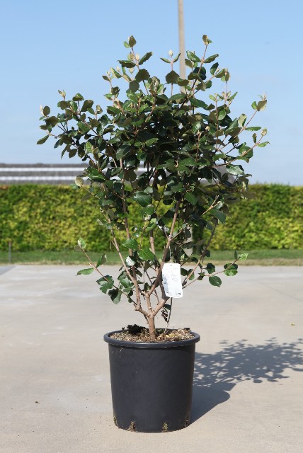 Viburnum
