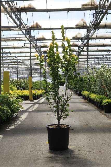 Ulmus
