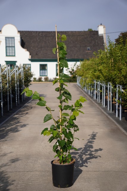Tilia