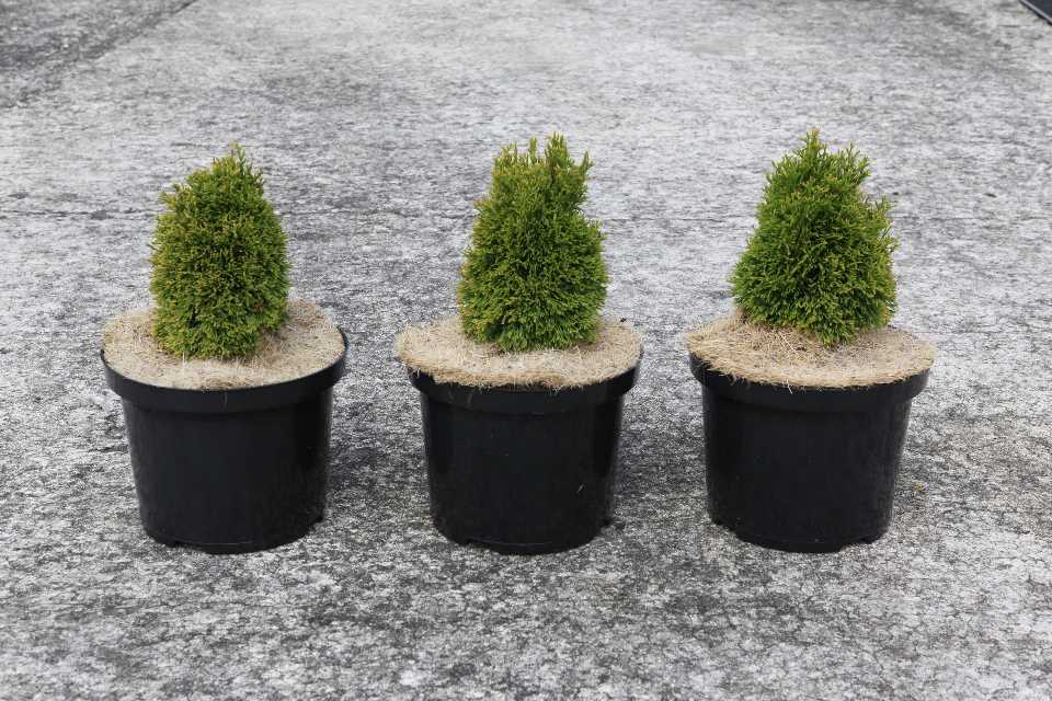 Thuja
