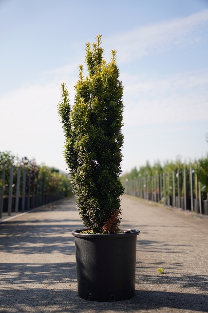 Taxus