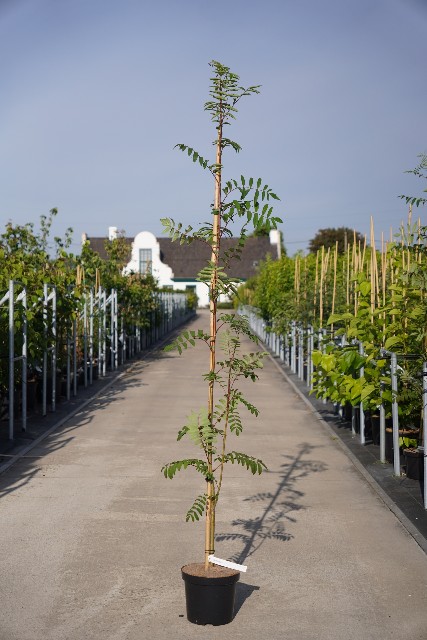 Sorbus