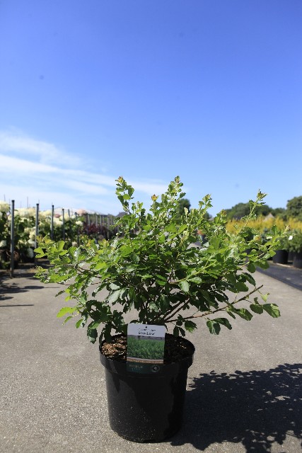Rhus