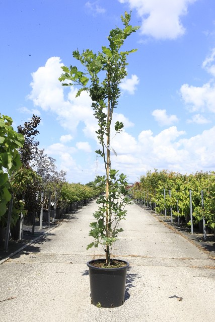 Quercus