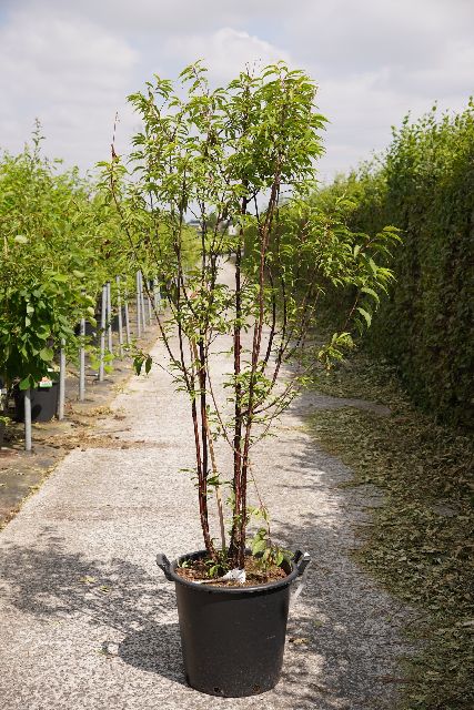 Prunus
