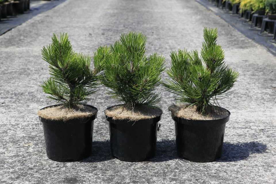 Pinus